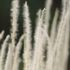 Black Cocks Own You (BBC AFFIRMATION TEASER)