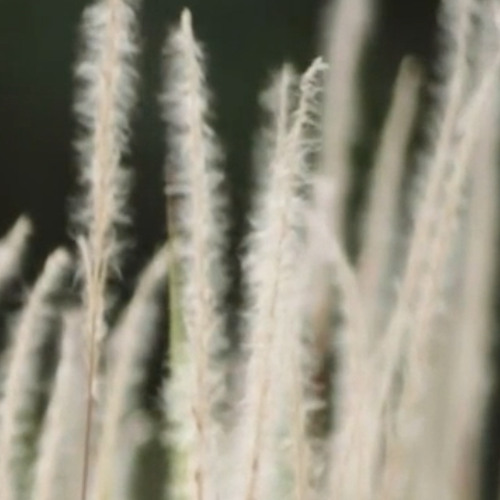 Black Cocks Own You (BBC AFFIRMATION TEASER)