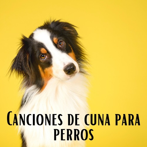 Stream Club de música dulces sueños | Listen to Canciones de cuna para  perros – Ansiolíticos, música relajante para mascotas, musicoterapia  relajante, sonidos de la naturaleza, calma y relajación playlist online for