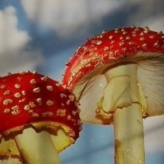 body terror song weirdcore version