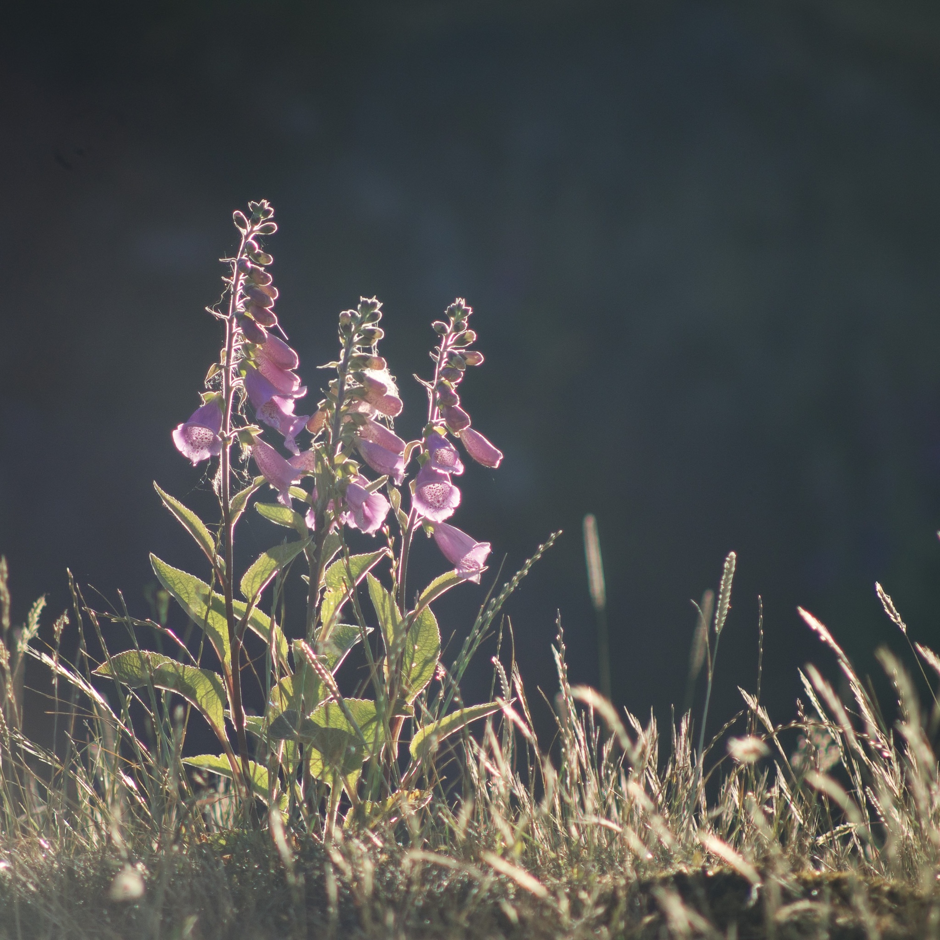 Digitalis episode artwork