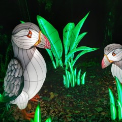 PODCAST - QUE FAIRE POUR NOËL, Les Animaux de Lumière font scintiller la nuit morbihannaise