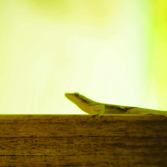 an anole. (prod. by ghostfingers)