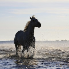 Ömrün bitirmiş viranemiyem