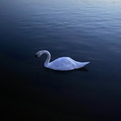 No Time To Lose, All Time To Die