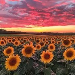 Sun to Me Zach Bryan Cover by Anthony Johnson