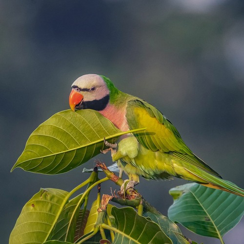 Red breasted sale parakeet