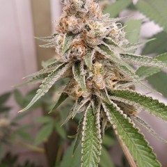 Mystic The Goat - The Garden