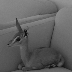 الا ياغزال فوق خده رموشً سود ،شقير الجذع