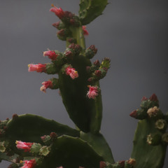 Das Leune - Deeply Inhale E.P. - 02 A Nobody