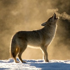 Coyotes [not final]