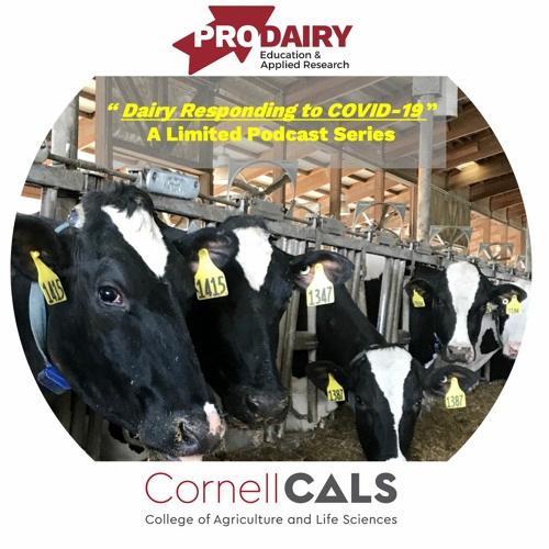 Episode 8: Strategies for Reducing Milk Flow Safely and Feeding Milk to Cows [4/14/20]