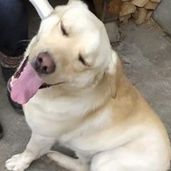 Джек довольный