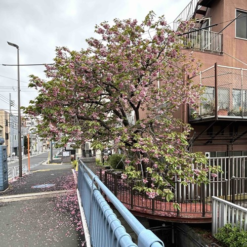 Energy Flow_Ryuichi Sakamoto