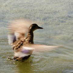 millennium madness vol.2