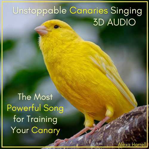 Image showcasing Stream The Best Singing Canaries in the World by Alexa Harrell | Listen ...