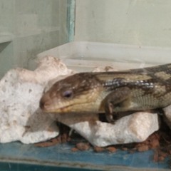 bubblegum-dreams.mp3