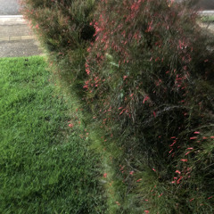 Última vez (Cover - Tim Bernardes)