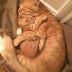 ضميني وانسي الدنيا ايمان البحر درويش