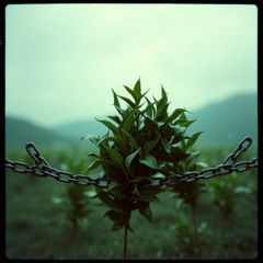Green Tea, Not Chains
