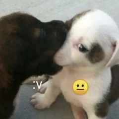 the dog