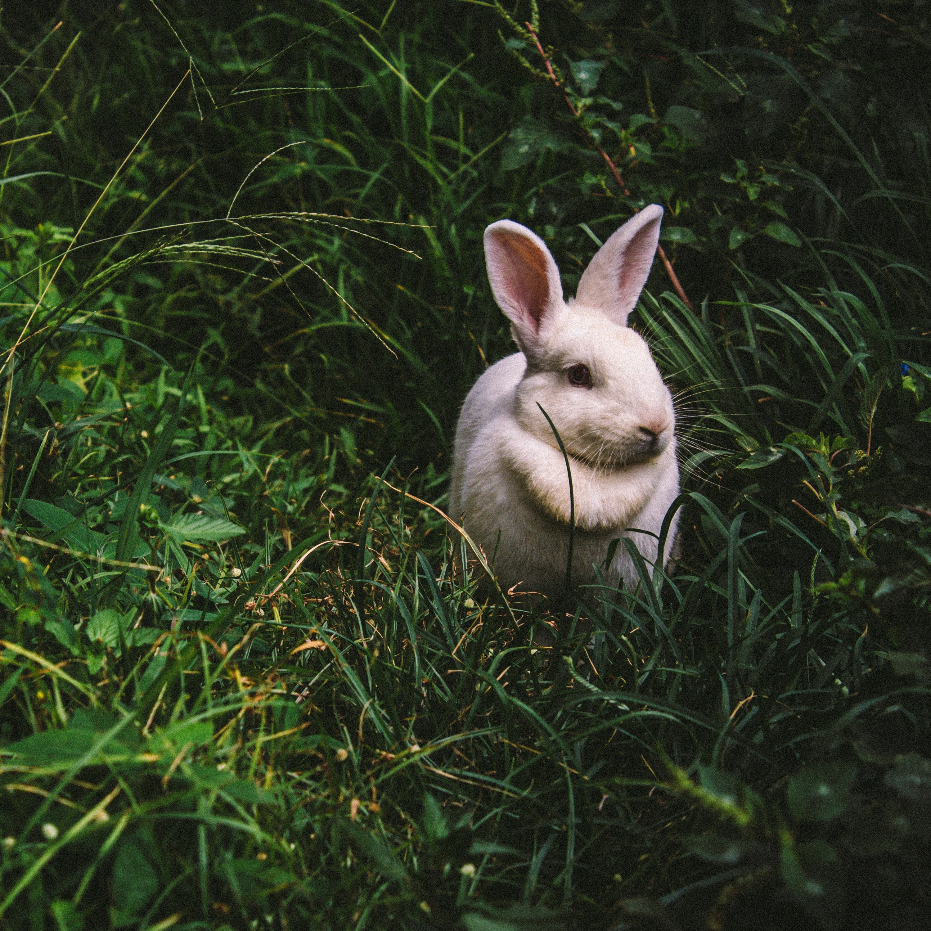 "The Rabbit Listened" a first word by Mica Coffin episode artwork
