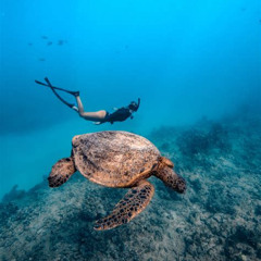 Review Special Price Turtle Canyon Snorkel: Semi Private Boat Tour