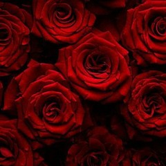 Tavin - Pétalas (Nickz Cover)