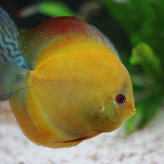 FOREST_THINGS._PA_v3.mast 30outubro2025