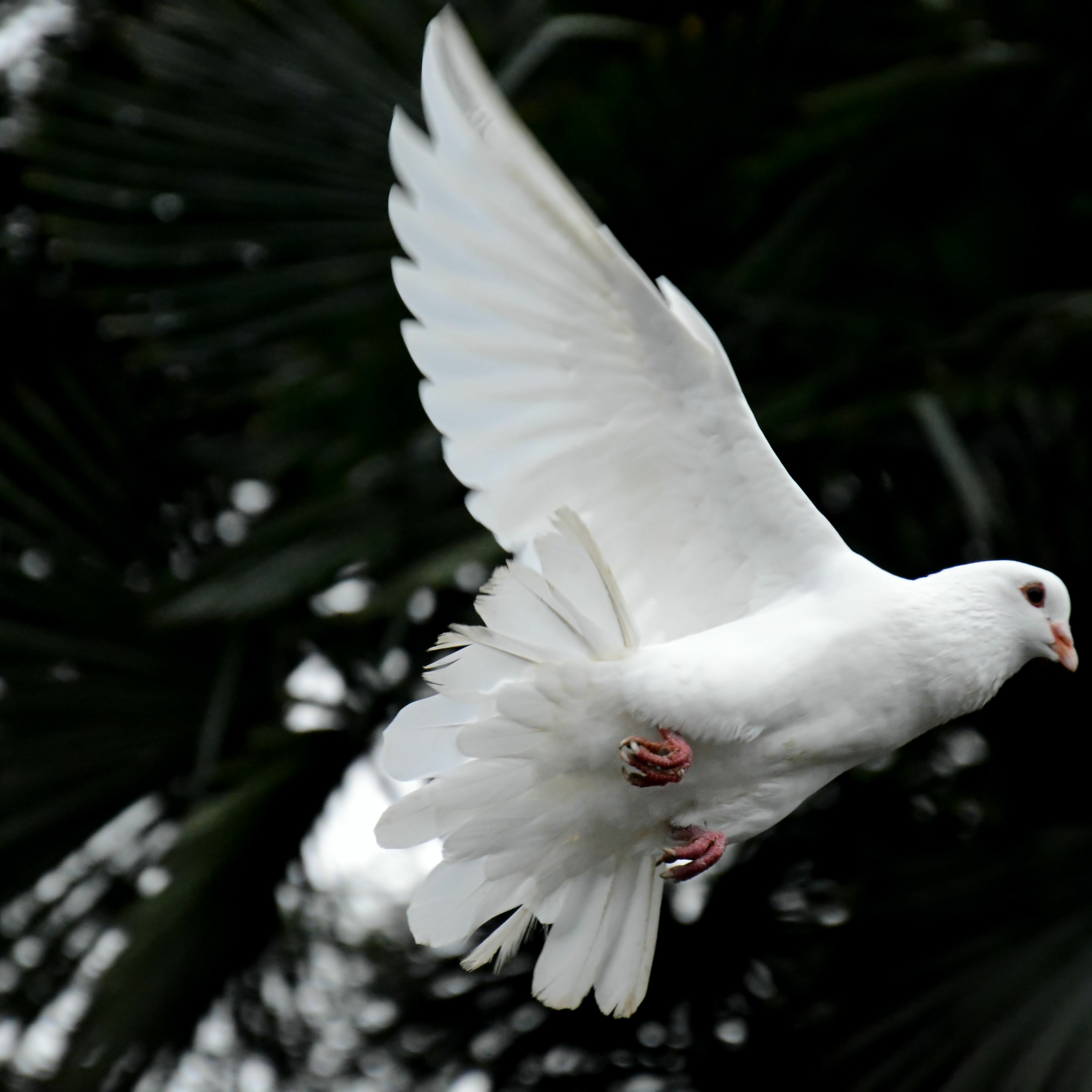 2021 12 19 Gisela Ravelo IMMANUEL IS GOD REALLY WITH US Immanuel Peace