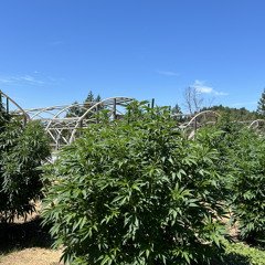 ol detective type 84 bpm.wav