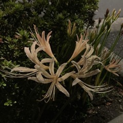 20251002スタジオインスト.wav