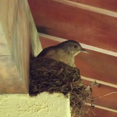 10.06.2022 - Cap. XI - Amar o Próximo Como a Si Mesmo - O Egoismo (4)