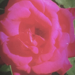 Pink Roses (lofi)