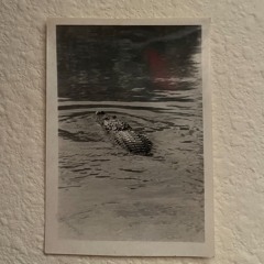 the picture (demo)