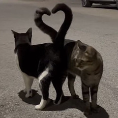 nhac