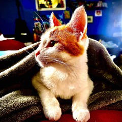 tiki tiki the magikal space cheezze wizard