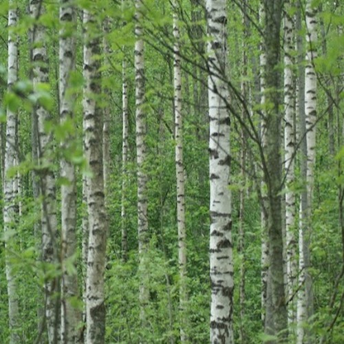 Pohjoiselämää