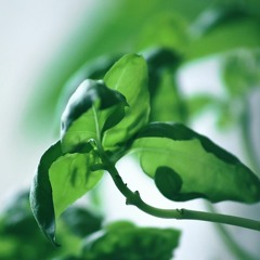 @Kurt-Masur-Schulradio - Lieblingspflanze