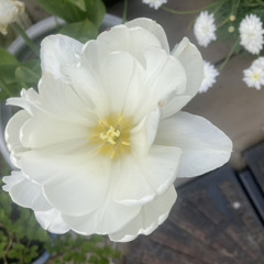 Petals as Mist