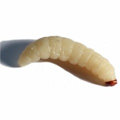 Magico Tree vol.38 - Compassion