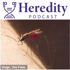 Mosquito population structure and gene-drives