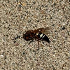 12/15 CHINO-PIXELGRIP