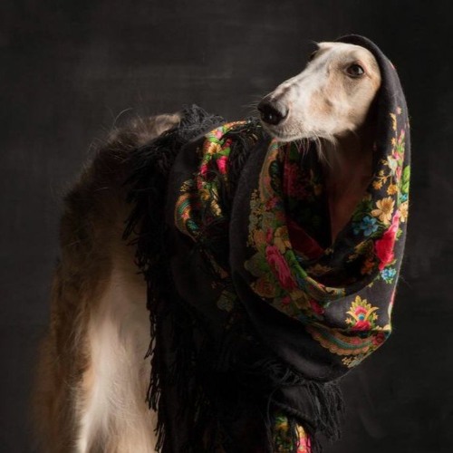 Sorrow - Quatrain -> KOAN Sound x Gemini x Culprate x Asa - Beyond the Shadows