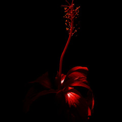 Flower of Love (30 Years Later) - Orchestra v.1