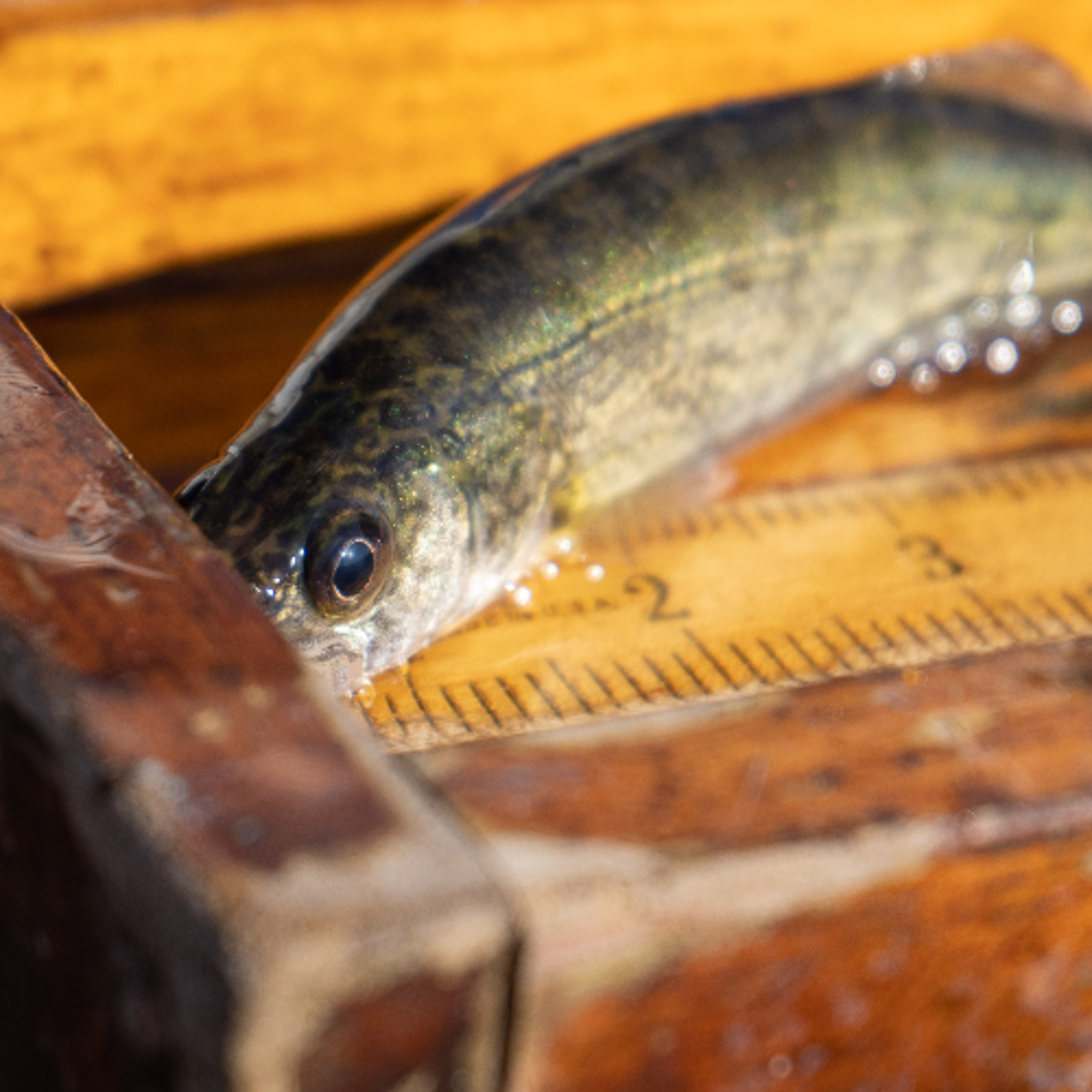 How is climate change impacting Wisconsin's fish population?