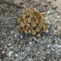 icecoltsmoke - egzotyczny_kraj