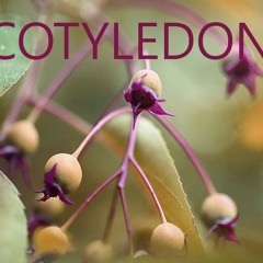 Cotyledons