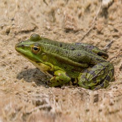 Pelophylax ridibundus im Parc de Pourtalès
