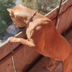 Исы а мэндэ друго